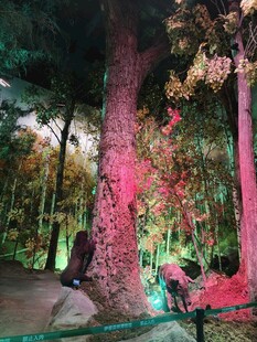 梦幻灯光下的奇幻森林景观