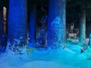 梦幻蓝色森林场景