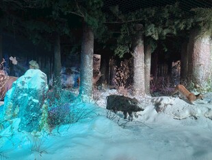 梦幻森林中的奇幻景象