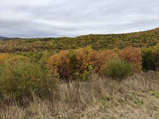秋日山野多彩植被景观