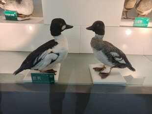 两只展示的鸟类标本
