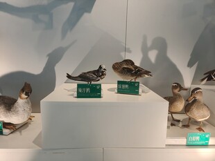 鸟类标本展示