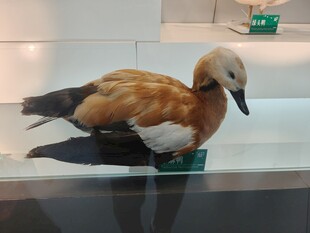 展示柜中的漂亮水鸟标本