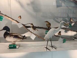 鸟类标本展示