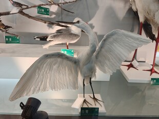 展翅白鸟标本展示