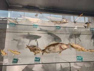 鱼类标本展示