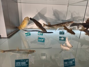 展示架上的多样标本