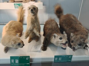 展示柜中的可爱毛绒小狗