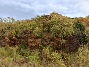 秋日山林斑斓景致