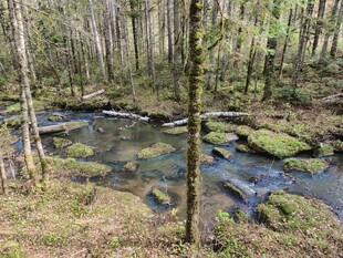 林间潺潺溪流自然美景