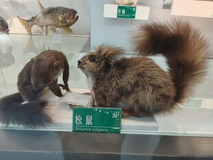 玻璃柜中的松鼠与海狸标本