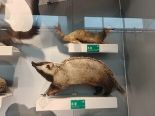 动物标本展示于展柜中