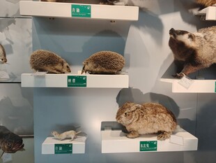 动物标本展示架上的标本