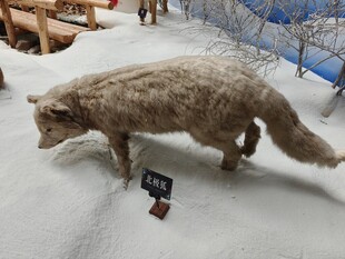 雪地中的狼标本展示