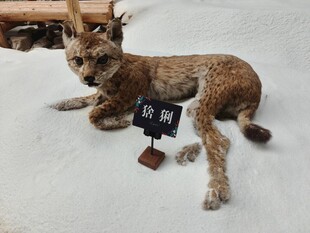 雪地中的狼标本