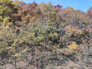 秋日山林斑斓景致