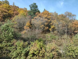 秋日山林斑斓景致