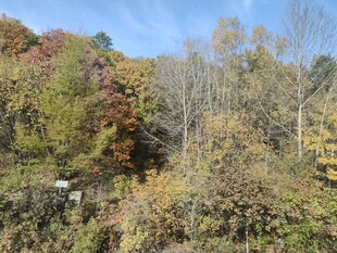 秋日山林斑斓景致