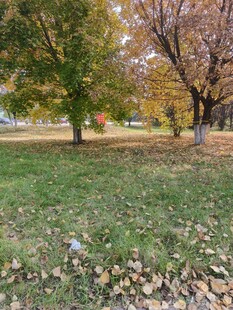 秋日公园草地树木景致