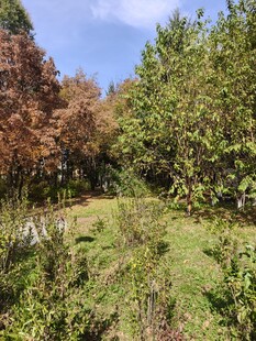 山林间的多彩植被景观