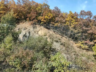 秋日山坡植被景观