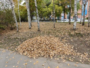 秋日公园落叶堆景