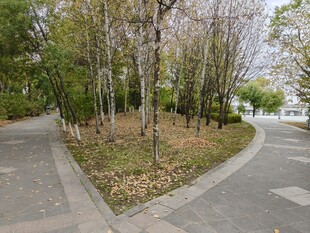 秋天城市林间分岔的幽静小路