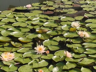 池塘中的睡莲与荷叶