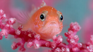 可爱橘色小鱼与粉色珊瑚