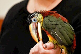 曲冠簇舌巨嘴鸟