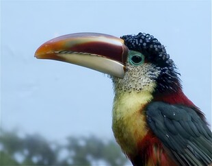 曲冠簇舌巨嘴鸟