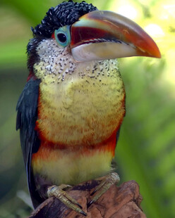 曲冠簇舌巨嘴鸟