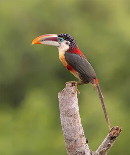 曲冠簇舌巨嘴鸟