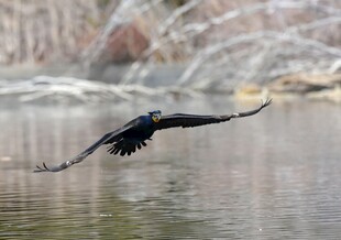 水面上展翅飞翔的黑鸟