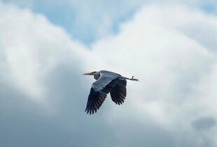 灰鹭翱翔于云端