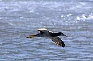 海面上飞翔的鸟