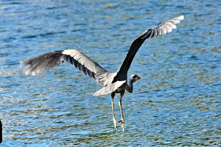 灰鹭展翅于碧水之上