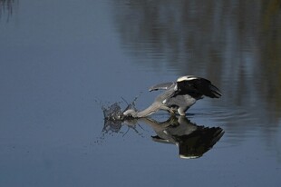 白鹭水中捕食倒影画面