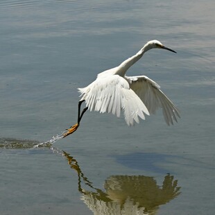 白鹭水面展翅瞬间
