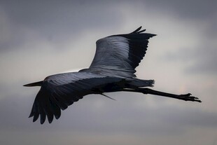 翱翔天际的灰鹭