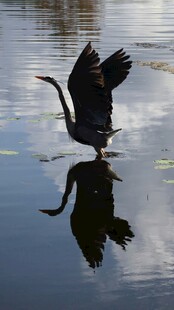 鹭鸟于水面展翅倒影如画