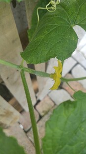 藤蔓上的黄瓜花