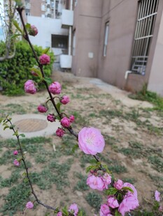 院墙边绽放的粉嫩桃花