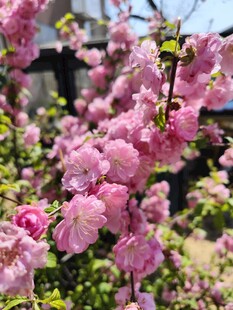 娇艳粉色繁花绽放