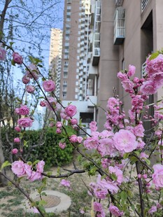 小区绽放的粉嫩花枝