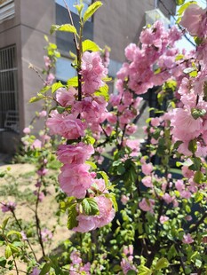 盛开的粉色繁花枝头绽放