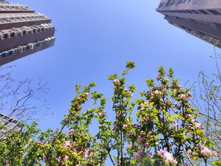 高楼间绽放的绿树繁花