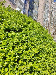 翠绿繁茂的爬墙绿植