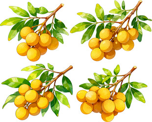 枝头黄澄澄的饱满桂圆