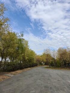 秋日林间宽阔道路